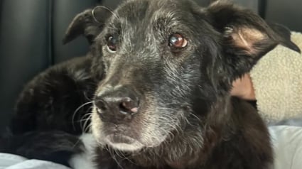 Illustration : &laquo; C'est une fin digne d'un conte de f&eacute;es &raquo;, abandonn&eacute;e sur un parking, une chienne de 15 ans r&ecirc;ve de finir ses vieux jours dans une famille aimante