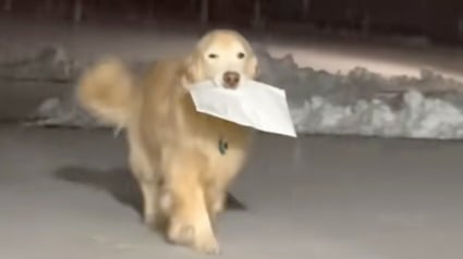 Illustration : Apr&egrave;s la disparition de son fr&egrave;re, un chien perp&eacute;tue la tradition familiale en apportant le courrier chaque matin malgr&eacute; la neige (vid&eacute;o)
