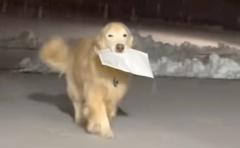 Après la disparition de son frère, un chien perpétue la tradition familiale en apportant le courrier chaque matin malgré la neige (vidéo)