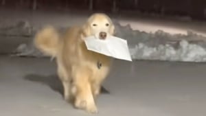 Illustration : Après la disparition de son frère, un chien perpétue la tradition familiale en apportant le courrier chaque matin malgré la neige (vidéo)