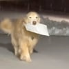 Illustration : Apr&egrave;s la disparition de son fr&egrave;re, un chien perp&eacute;tue la tradition familiale en apportant le courrier chaque matin malgr&eacute; la neige (vid&eacute;o)