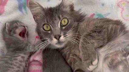 Illustration : &laquo; Elle &eacute;tait terriblement maigre &raquo;, cette chatte trouv&eacute;e dans la rue insiste pour s'occuper de ses 5 petits, malgr&eacute; ses probl&egrave;mes de sant&eacute;