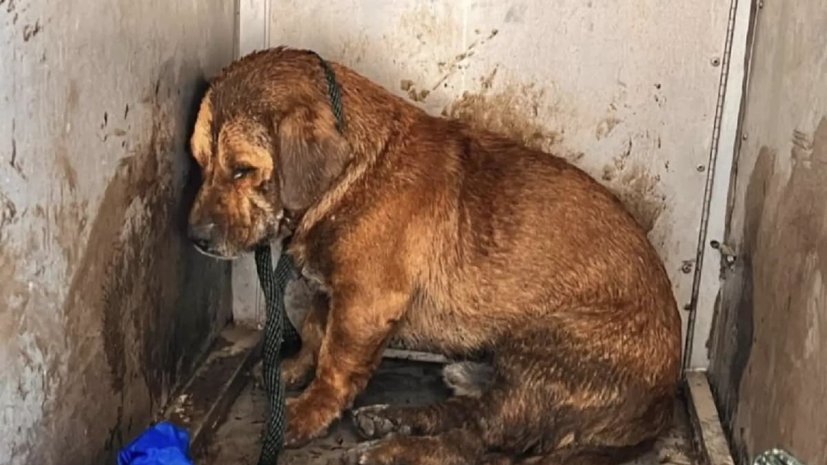 Illustration : "Luttant pour sa vie après être tombé dans une fosse septique, ce chien est loin d'imaginer le bonheur qui l'attend après son sauvetage"