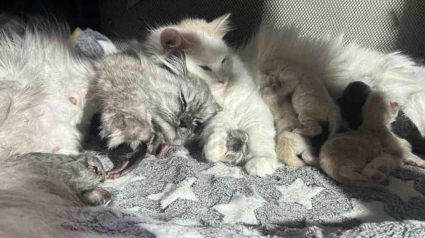 Illustration : &laquo; Les chatons partagent 3 m&egrave;res d&eacute;vou&eacute;es &raquo;, des chattes errantes se soutiennent lors de leur mise bas et &eacute;l&egrave;vent leurs 9 petits ensemble