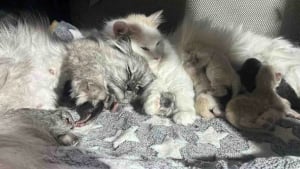 Illustration : « Les chatons partagent 3 mères dévouées », des chattes errantes se soutiennent lors de leur mise bas et élèvent leurs 9 petits ensemble