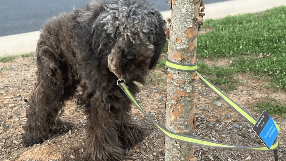 Illustration : "Retrouvé abandonné attaché à un arbre et gravement blessé, ce chien surmonte l’amputation pour connaître enfin une vie remplie d’amour"