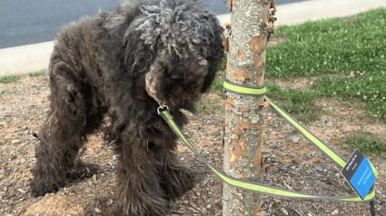 Illustration : Retrouv&eacute; abandonn&eacute; attach&eacute; &agrave; un arbre et gravement bless&eacute;, ce chien surmonte l&rsquo;amputation pour conna&icirc;tre enfin une vie remplie d&rsquo;amour