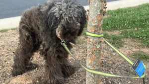 Illustration : "Retrouvé abandonné attaché à un arbre et gravement blessé, ce chien surmonte l’amputation pour connaître enfin une vie remplie d’amour"