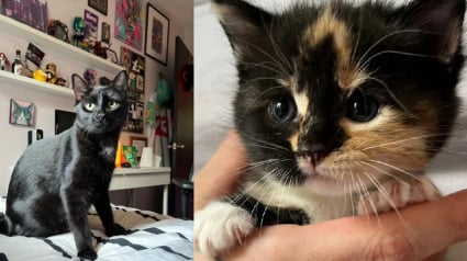 Illustration : Ils offrent l'hospitalit&eacute; &agrave; une chatte enceinte apparue devant leur porte et elle le leur rend bien en mettant au monde 5 petites merveilles