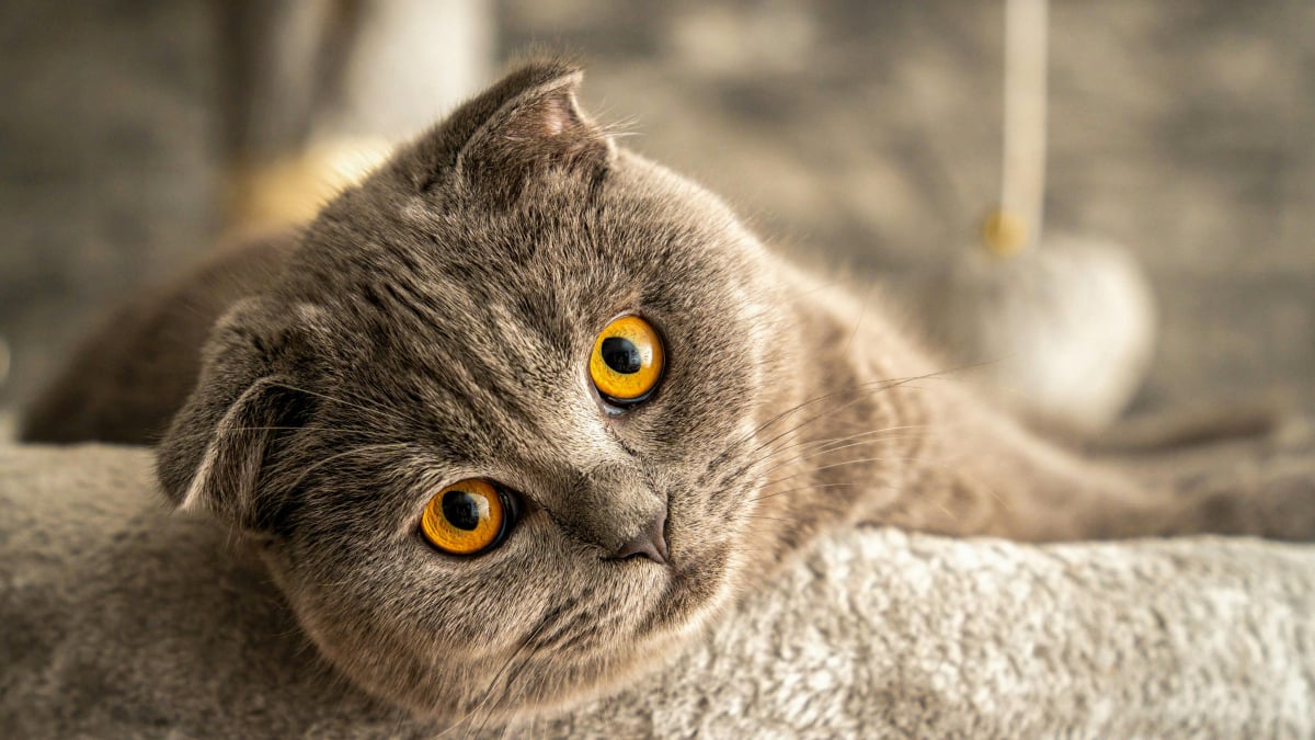 Illustration : "10 preuves que votre chat est le meilleur des thérapeutes"