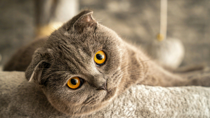 Illustration : 10 preuves que votre chat est le meilleur des th&eacute;rapeutes