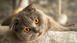 Illustration : "10 preuves que votre chat est le meilleur des thérapeutes"