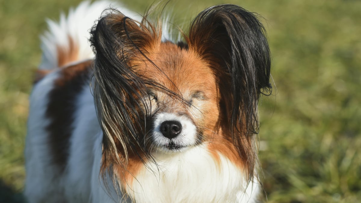 Illustration : "5 conseils pour aider votre chien malvoyant"