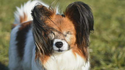 Illustration : 5 conseils pour aider votre chien malvoyant