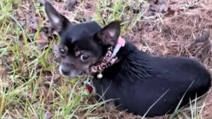 Illustration : Confondue avec un abandon, cette chienne tremblante sous la pluie qui se laisse approcher par une inconnue attendait en r&eacute;alit&eacute; ses ma&icirc;tres (vid&eacute;o)