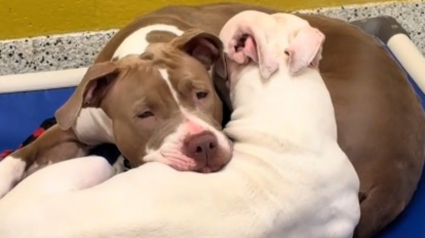 Illustration : Arriv&eacute;es au refuge apr&egrave;s une expulsion, 2 s&oelig;urs Pitbull se consolent sans se quitter en attendant un m&ecirc;me foyer (vid&eacute;o)