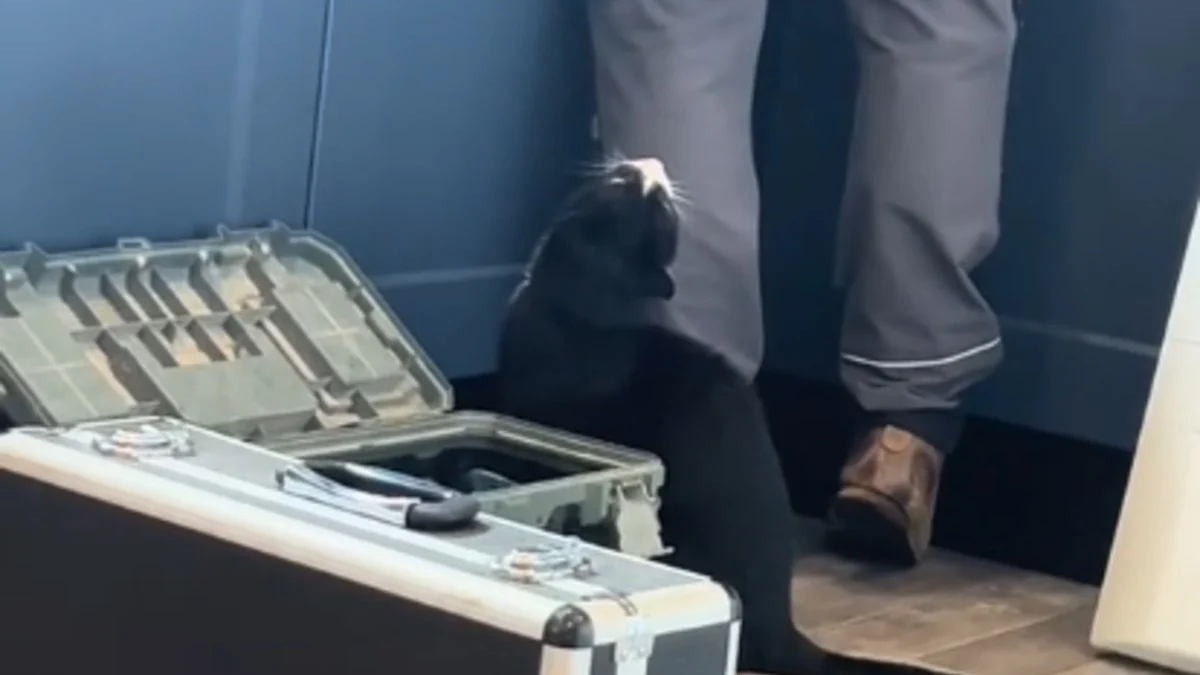 Illustration : "Quand un réparateur touche à 