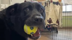 Illustration : Invisible aux yeux des adoptants potentiels depuis des mois, ce chien trouve du réconfort auprès de ses peluches préférées