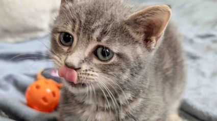 Illustration : Trop petit pour son &acirc;ge, ce chaton noue un lien unique avec un chat paralys&eacute; et une jeune chatte sauv&eacute;e de la rue