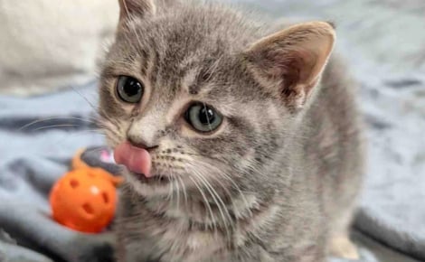 Trop petit pour son âge, ce chaton noue un lien unique avec un chat paralysé et une jeune chatte sauvée de la rue