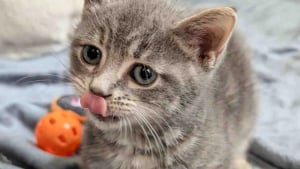 Illustration : Trop petit pour son âge, ce chaton noue un lien unique avec un chat paralysé et une jeune chatte sauvée de la rue