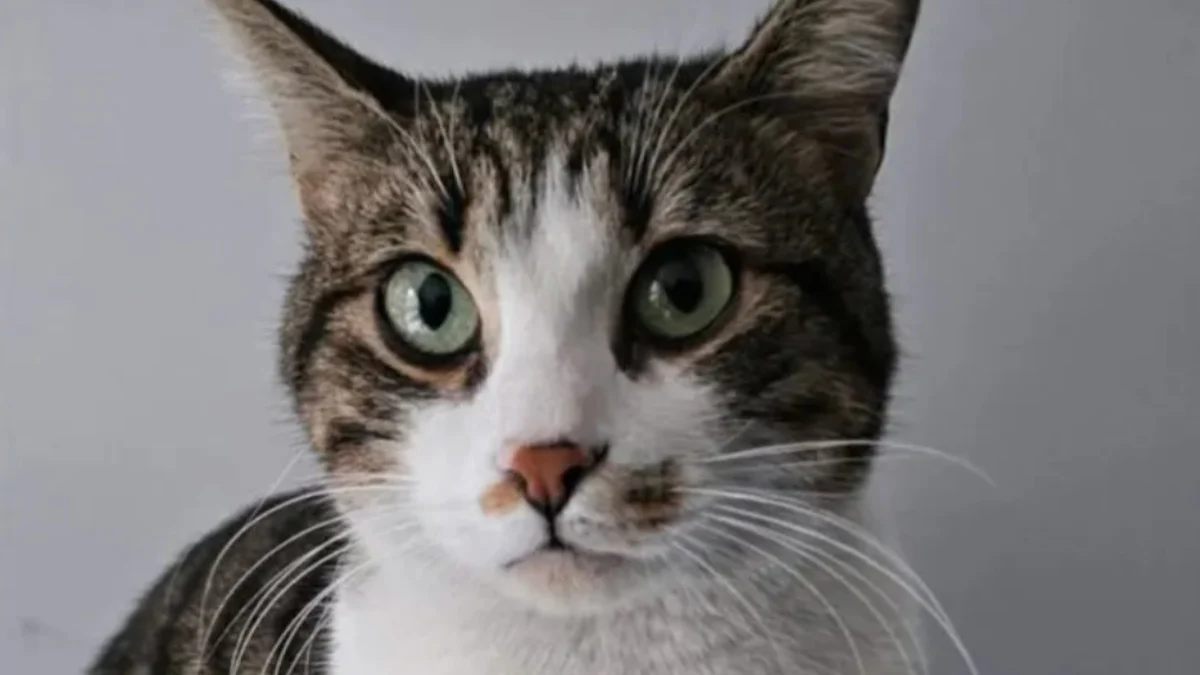 Illustration : "« Comment elle a pu survivre là-bas pendant 3 semaines », une chatte tombée du balcon découverte à 88 kilomètres de son domicile "