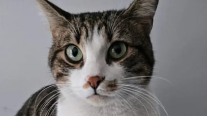 Illustration : &laquo; Comment elle a pu survivre l&agrave;-bas pendant 3 semaines &raquo;, une chatte tomb&eacute;e du balcon d&eacute;couverte &agrave; 88 kilom&egrave;tres de son domicile 