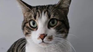 Illustration : « Comment elle a pu survivre là-bas pendant 3 semaines », une chatte tombée du balcon découverte à 88 kilomètres de son domicile 