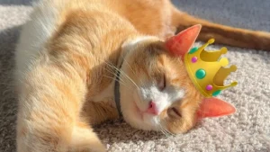 Illustration : Une cliente voulait un maquillage, mais le chat de la maquilleuse avait d’autres plans pour elle (vidéo)