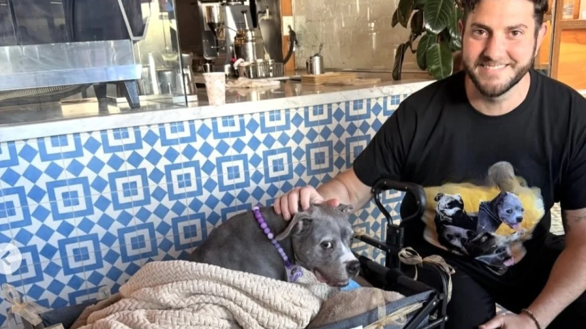 Illustration : "« Caressez-moi, s’il vous plaît », une chienne en phase terminale reçoit l’amour de dizaines d’inconnus lors d’adieux émouvants (vidéo)"