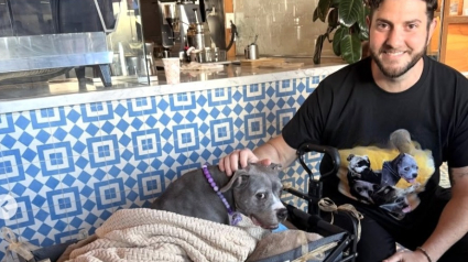 Illustration : &laquo; Caressez-moi, s&rsquo;il vous pla&icirc;t &raquo;, une chienne en phase terminale re&ccedil;oit l&rsquo;amour de dizaines d&rsquo;inconnus lors d&rsquo;adieux &eacute;mouvants (vid&eacute;o)