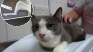 Illustration : "« Nous étions absolument dévastés », une chatte disparue réapparait blessée et échappe à l’amputation grâce à une chirurgie délicate"