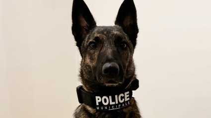 Illustration : Chien policier sauveur d&rsquo;un cong&eacute;n&egrave;re enferm&eacute; dans l&rsquo;obscurit&eacute; d&rsquo;un box, il finit aux urgences avec son ma&icirc;tre &agrave; cause d&rsquo;un chauffard