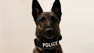 Illustration : Chien policier sauveur d&rsquo;un cong&eacute;n&egrave;re enferm&eacute; dans l&rsquo;obscurit&eacute; d&rsquo;un box, il finit aux urgences avec son ma&icirc;tre &agrave; cause d&rsquo;un chauffard