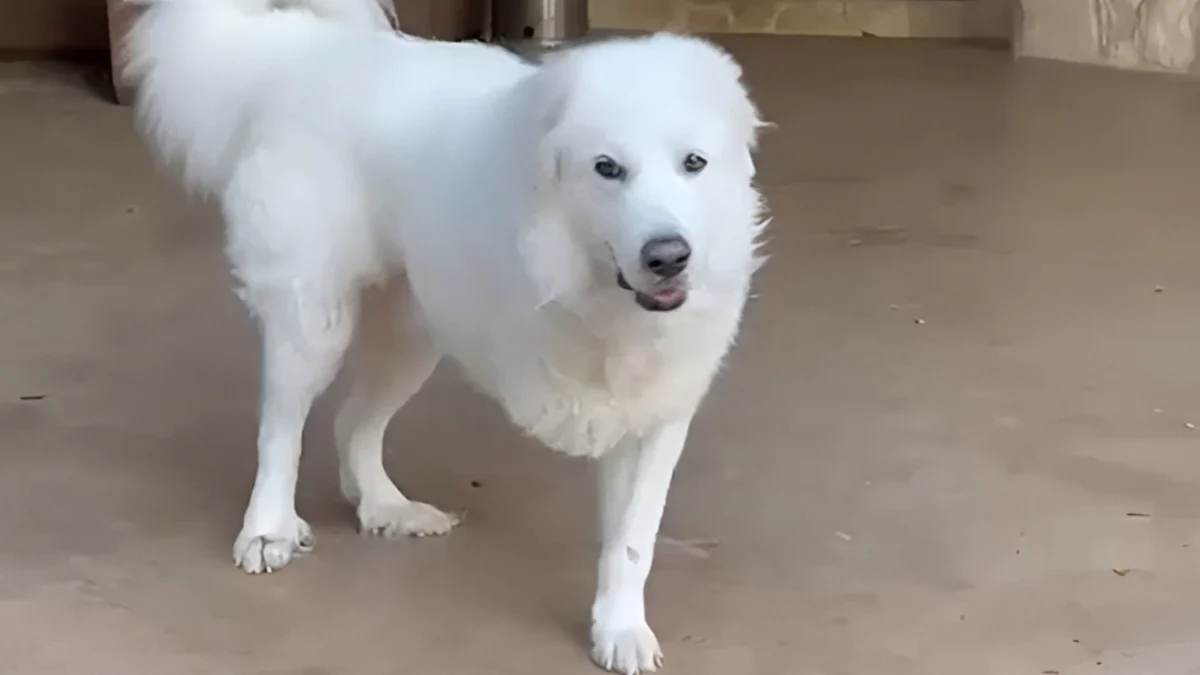 Illustration : "Amputé après avoir été traîné sur le bitume, ce Patou utilise maintenant son handicap pour réconforter les enfants malades"