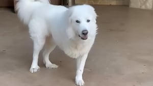 Illustration : Amputé après avoir été traîné sur le bitume, ce Patou utilise maintenant son handicap pour réconforter les enfants malades