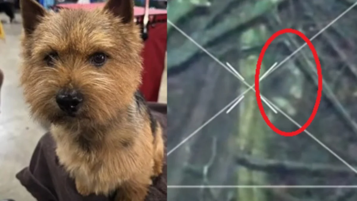 Illustration : "Il ne restait que 10 minutes de batterie, mais ce drone repère in extremis ce chien de concours disparu dans un champ de boubous"