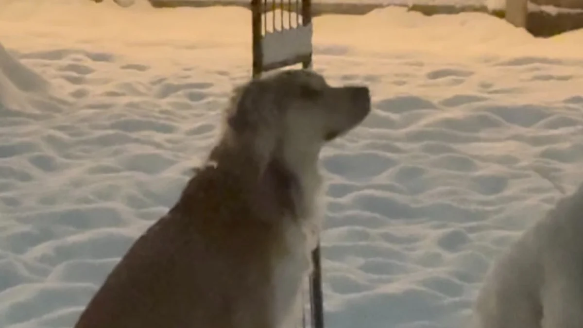 Illustration : "Autrefois abandonné sur un parking, ce chien découvre la magie de l’hiver et savoure le bonheur d’être enfin aimé (vidéo)"