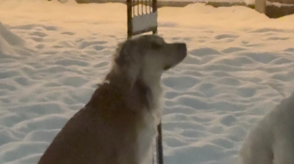 Illustration : Autrefois abandonn&eacute; sur un parking, ce chien d&eacute;couvre la magie de l&rsquo;hiver et savoure le bonheur d&rsquo;&ecirc;tre enfin aim&eacute; (vid&eacute;o)