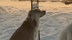 Illustration : Autrefois abandonné sur un parking, ce chien découvre la magie de l’hiver et savoure le bonheur d’être enfin aimé (vidéo)