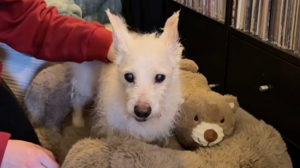 Illustration : Apr&egrave;s une transition difficile dans une famille d'accueil, un chien senior retrouve son calme gr&acirc;ce &agrave; un compagnon inattendu (vid&eacute;o)