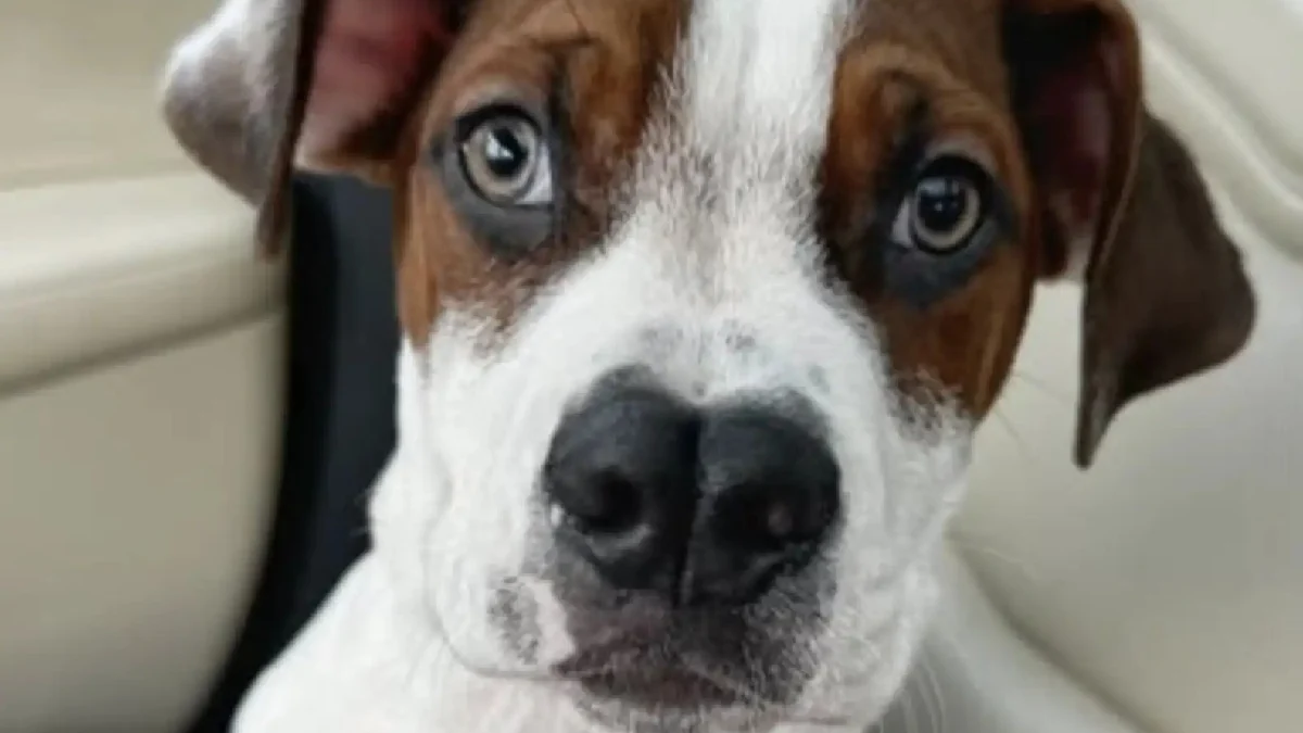 Illustration : "Un chiot observe ses frères partir du refuge, les bénévoles se demandent s’il est ignoré à cause de son nez à la forme singulière"