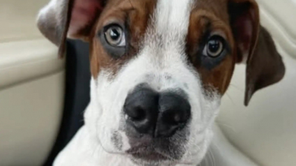 Illustration : Un chiot observe ses fr&egrave;res partir du refuge, les b&eacute;n&eacute;voles se demandent s&rsquo;il est ignor&eacute; &agrave; cause de son nez &agrave; la forme singuli&egrave;re