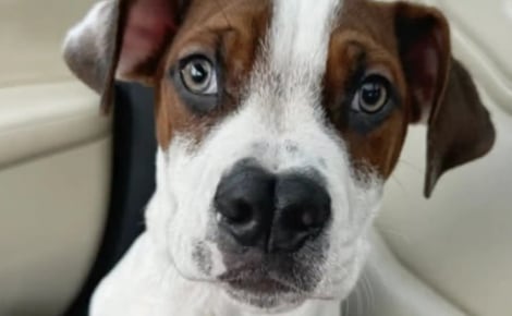 Un chiot observe ses frères partir du refuge, les bénévoles se demandent s’il est ignoré à cause de son nez à la forme singulière