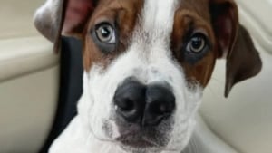 Illustration : Un chiot observe ses frères partir du refuge, les bénévoles se demandent s’il est ignoré à cause de son nez à la forme singulière