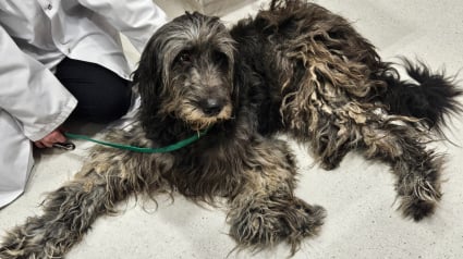 Illustration : Ignor&eacute; pendant des ann&eacute;es, ce chien errant avec de nombreux probl&egrave;mes de sant&eacute; est heureux d'&ecirc;tre enfin le centre de l'attention