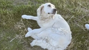 Illustration : "En état de choc et percutée par une voiture, une chienne trouve la force de remuer la queue pour ses sauveurs"
