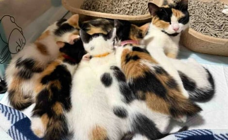 Épuisée par les 6 petites bouches à nourrir seule, cette jeune chatte apprend à se détendre et retrouve même son âme de chaton