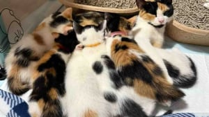 Illustration : Épuisée par les 6 petites bouches à nourrir seule, cette jeune chatte apprend à se détendre et retrouve même son âme de chaton