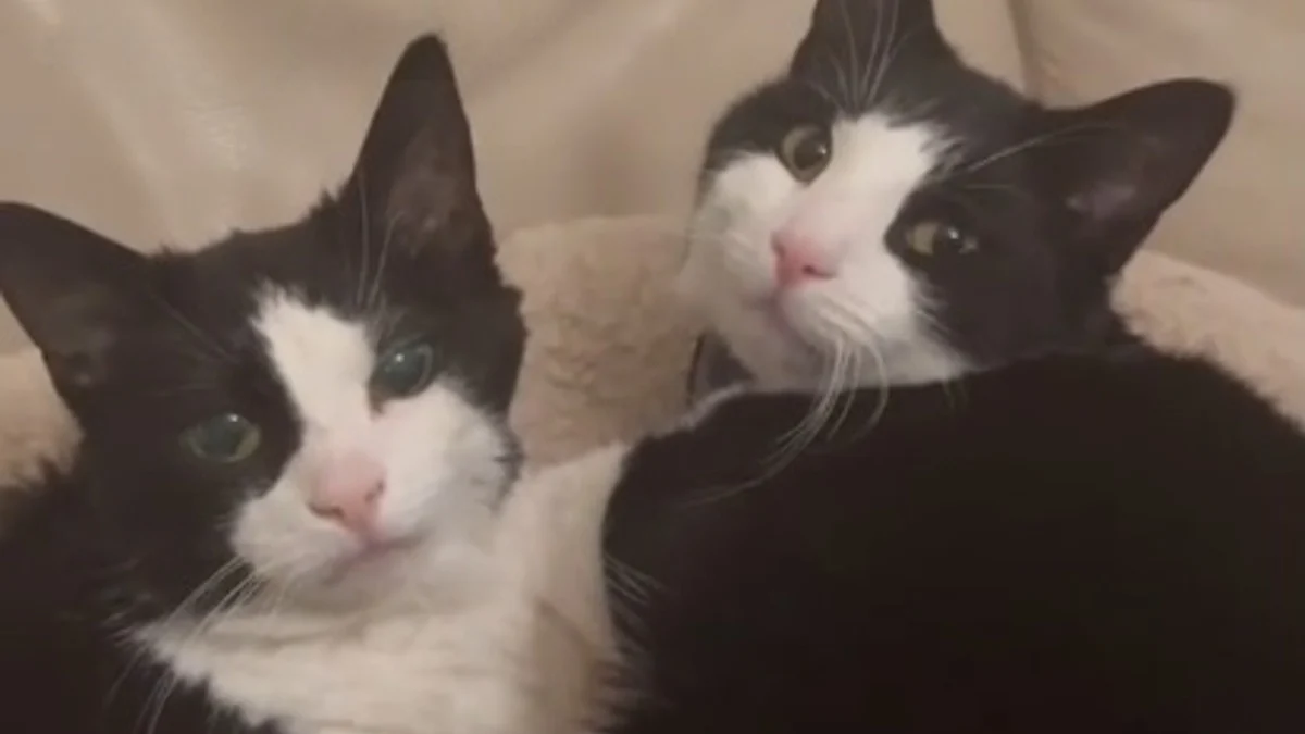Illustration : "Après la perte de sa fille, une chatte à la longévité exceptionnelle élève son petit-fils avec tout l'amour d'une mamie et vit une seconde jeunesse à ses côtés (vidéo)"